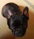 Chubu!